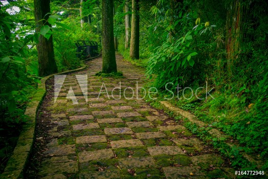 Picture of A stoned entrance of Hakone shrine in the forest in a sunny day in Kyoto Japan